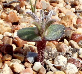 Physaria Chambersii – endemit JZ USA
